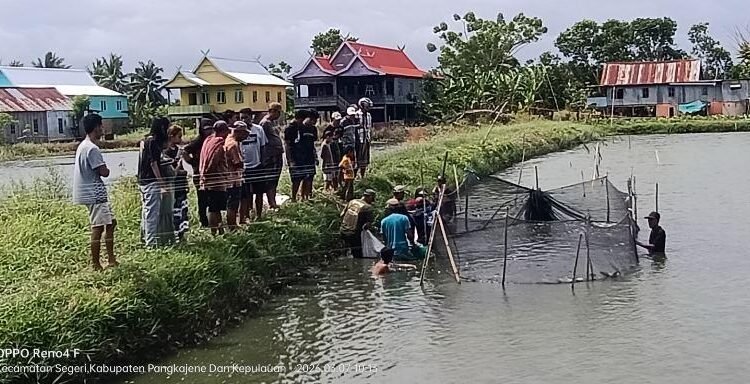 Pokdakan Maju Bersama Merah Putih Segeri Nikmati Panen Perdana Nila Berton-ton 1 Pokdakan Maju Bersama Merah Putih Segeri Panen Perdana Ikan Nila Berton-ton