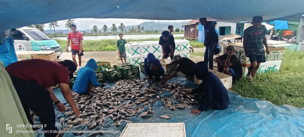 Pokdakan Maju Bersama Merah Putih Segeri Nikmati Panen Perdana Nila Berton-ton 2 Pokdakan Maju Bersama Merah Putih Segeri Panen Perdana