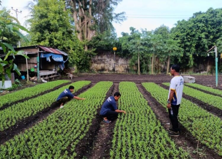Sulap Lahan Tidur Jadi Kebun Produktif, Lapas Bandanaira Bekali Warga Binaan Keterampilan Bertani 1 WhatsApp Image 2026 04 11 at 18.53.520