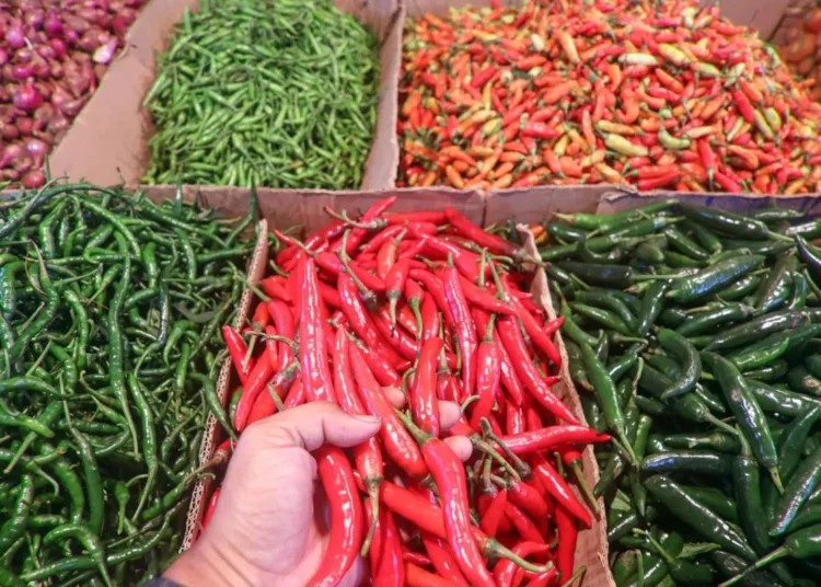 Dilema Harga Cabai : Mengapa Subsidi Saja Tidak Cukup Bagi Petani dan Konsumen? 5 Cabai