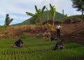 Lapas Bandanaira Kembangkan Pertanian Produktif, Warga Binaan Disiapkan Mandiri 31 IMG 20260518 WA0045