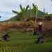 Lapas Bandanaira Kembangkan Pertanian Produktif, Warga Binaan Disiapkan Mandiri 17 IMG 20260518 WA0045