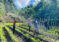 Warga Binaan Lapas Bandanaira Buat Lanjaran Kacang Panjang di Lahan SAE, Dukung Program Ketahanan Pangan 8 IMG 20260523 WA0037