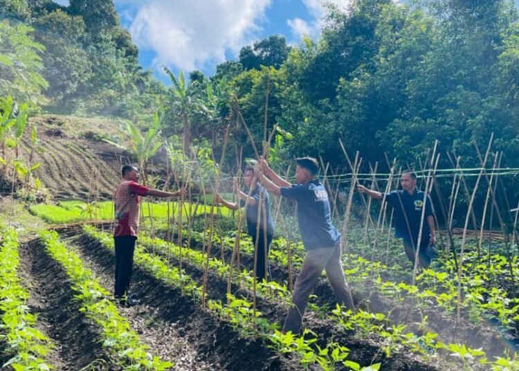 Warga Binaan Lapas Bandanaira Buat Lanjaran Kacang Panjang di Lahan SAE, Dukung Program Ketahanan Pangan 5 IMG 20260523 WA0037
