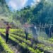 Warga Binaan Lapas Bandanaira Buat Lanjaran Kacang Panjang di Lahan SAE, Dukung Program Ketahanan Pangan 15 IMG 20260523 WA0037