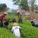 Lapas Bandanaira Panen 25 Ikat Kangkung Segar dari Lahan SAE 15 IMG 20260529 WA0036