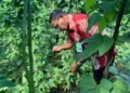 Panen Perdana Kacang Panjang, Lapas Bandanaira Perkuat Program Ketahanan Pangan dan Pembinaan Warga Binaan 26 IMG 20260530 WA0001