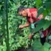 Panen Perdana Kacang Panjang, Lapas Bandanaira Perkuat Program Ketahanan Pangan dan Pembinaan Warga Binaan 18 IMG 20260530 WA0001