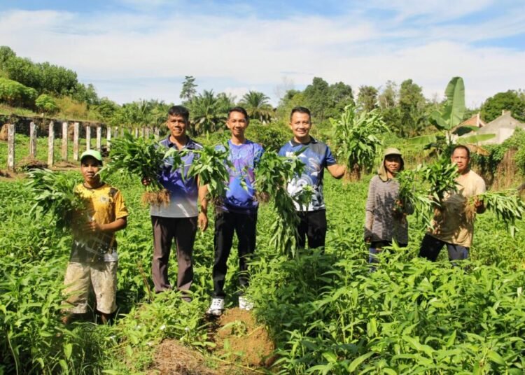 Lapas Bengkulu, Lembaga Pemasyarakatan, Ketahanan Pangan, Panen Kangkung,
