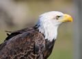 Bald Eagle scaled 1
