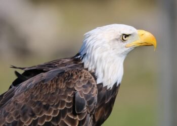 Bald Eagle scaled 1