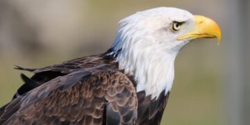 Bald Eagle scaled 1