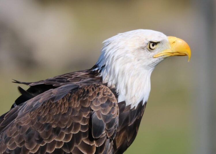 Bald Eagle scaled 1