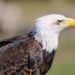Bald Eagle scaled 1