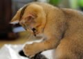 Cute Cat09