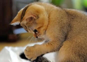 Cute Cat09