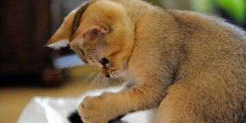 Cute Cat09