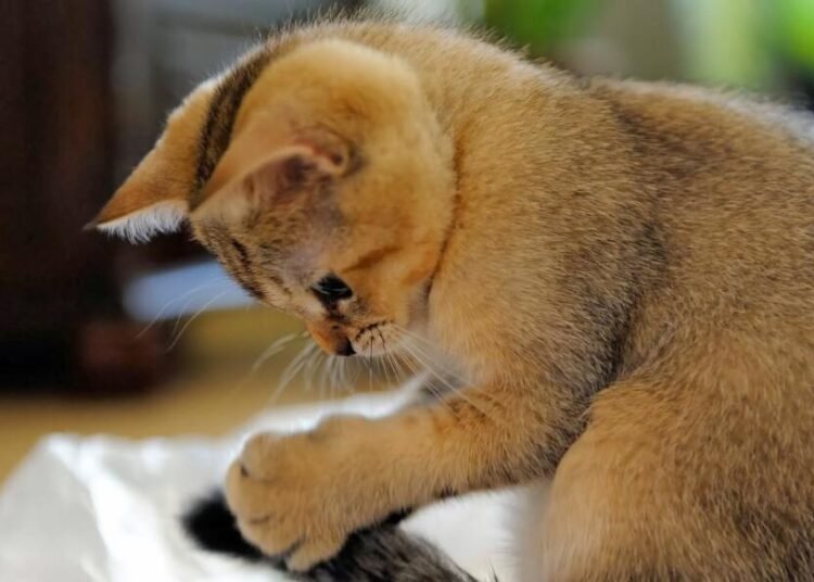 Cute Cat09
