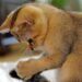 Cute Cat09