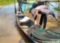 Mengayuh Harapan dari Sungai: Kisah Mahasiswa Aceh Singkil Pencari Kepiting demi Biaya Kuliah