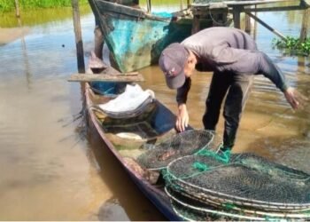 Mengayuh Harapan dari Sungai: Kisah Mahasiswa Aceh Singkil Pencari Kepiting demi Biaya Kuliah