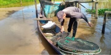 Mengayuh Harapan dari Sungai: Kisah Mahasiswa Aceh Singkil Pencari Kepiting demi Biaya Kuliah