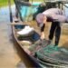 Mengayuh Harapan dari Sungai: Kisah Mahasiswa Aceh Singkil Pencari Kepiting demi Biaya Kuliah
