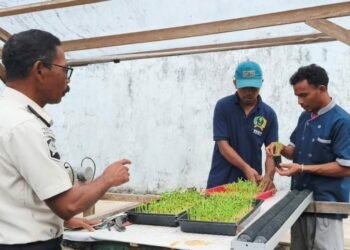Pemindahan Bibit Kangkung ke Instalansi Hidroponik, Warga Binaan Lapas Bandanaira Asah Jiwa Wirausaha 2 WhatsApp Image 2026 06 25 at 10.41.01