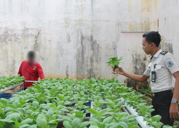 Perkuat Ketahanan Pangan, Rutan Bengkulu Optimalkan Budidaya Pakcoy Warga Binaan