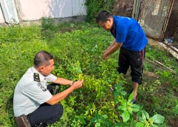 Optimalkan Lahan Produktif, Rutan Bengkulu Kembangkan Budidaya Semangka hingga Cabai 1 WhatsApp Image 2026 07 06 at 09.43.19