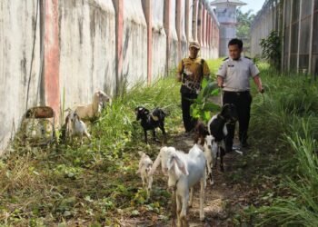 Lapas Bengkulu Pelihara 14 Kambing untuk Pembinaan dan Pengendalian Gulma 1 Lapas Bengkulu, Lapas Kelas IIA Bengkulu, Peternakan Kambing, Pembinaan Kemandirian, Warga Binaan, Ketahanan Pangan, Program SAE, Area SAE, Julianto Budhi Prasetyono