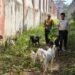 Lapas Bengkulu Pelihara 14 Kambing untuk Pembinaan dan Pengendalian Gulma 14 Lapas Bengkulu, Lapas Kelas IIA Bengkulu, Peternakan Kambing, Pembinaan Kemandirian, Warga Binaan, Ketahanan Pangan, Program SAE, Area SAE, Julianto Budhi Prasetyono