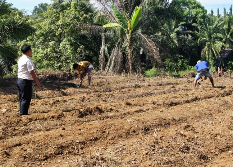 Lapas Bengkulu, Lapas Kelas IIA Bengkulu, Ditjenpas, Kementerian Imigrasi dan Pemasyarakatan, Pembinaan Kemandirian, Ketahanan Pangan, Pertanian Lapas, Jagung Manis