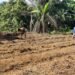Tim Giatja Lapas Bengkulu Siapkan Kebun Produktif Dukung Ketahanan Pangan 16 Lapas Bengkulu, Lapas Kelas IIA Bengkulu, Ditjenpas, Kementerian Imigrasi dan Pemasyarakatan, Pembinaan Kemandirian, Ketahanan Pangan, Pertanian Lapas, Jagung Manis