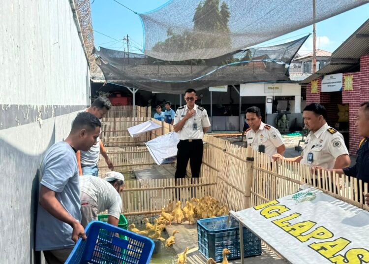 Dukung Ketahanan Pangan, Lapas Mojokerto Lepas Itik ke Kandang Pembesaran 5 WhatsApp Image 2026 07 15 at 12.37.49