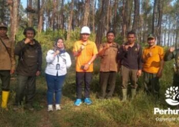 Perhutani Rawat Hutan Lewat Evaluasi Sadapan Berkala di RPH Pandanarum dan RPH Kalibening 1 127 16.9