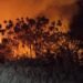 Fenomena Karhutla: Efek Anomali Iklim Semesta ataukah Dampak Pengabaian Ekosistem Flora? 15 20260821 164736