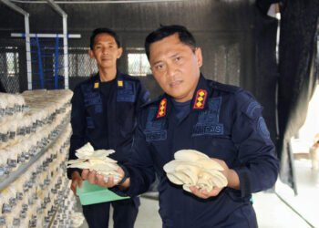 Lapas Bengkulu, Lembaga Pemasyarakatan, Jamur Tiram, Budidaya Jamur Tiram, Panen Jamur Tiram, Pembinaan Kemandirian, Warga Binaan