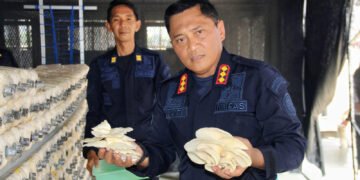Lapas Bengkulu, Lembaga Pemasyarakatan, Jamur Tiram, Budidaya Jamur Tiram, Panen Jamur Tiram, Pembinaan Kemandirian, Warga Binaan
