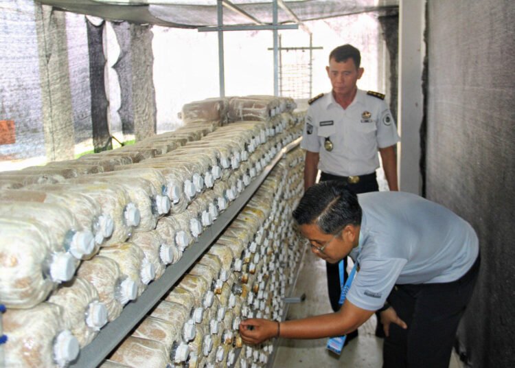 Jamur Tiram Lapas Bengkulu Mulai Bertunas, Panen Perdana Semakin Dekat 5 Lapas Bengkulu, Lapas Kelas IIA Bengkulu, Jamur Tiram, Budidaya Jamur,