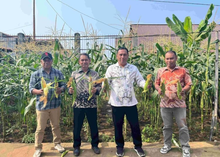 Lapas Ternate Panen Jagung, Bukti Produktivitas Kemandirian WBP 5 2323