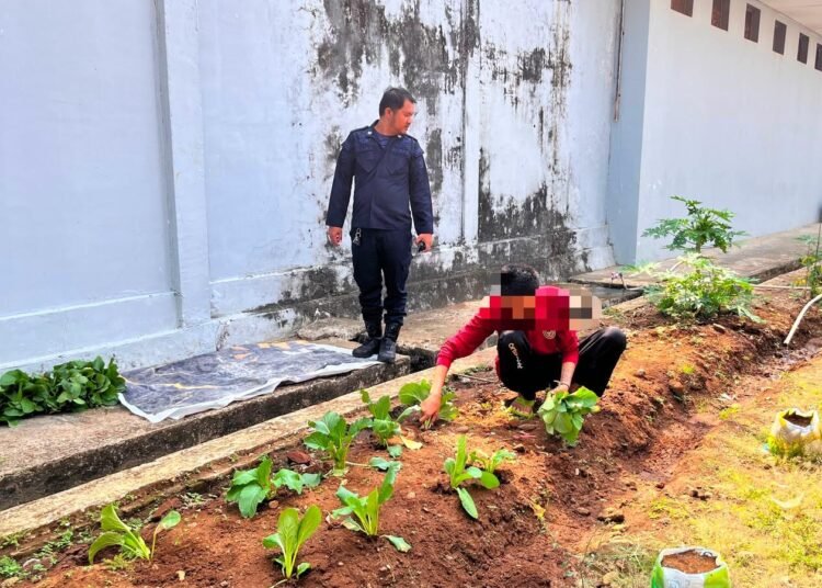 Lapas Arga Makmur Panen Sawi dan Kangkung, Wujudkan Ketahanan Pangan Berbasis Pembinaan WBP 5 WhatsApp Image 2026 09 15 at 11.57.03