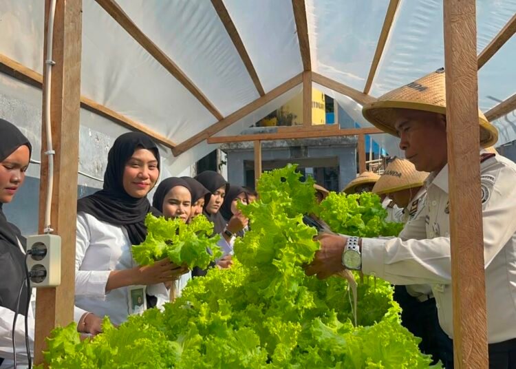 Panen 35 Ikat Sayuran Hidroponik, Lapas Bandanaira Perkuat Program Ketahanan Pangan 5 WhatsApp Image 2026 09 16 at 07.06.35