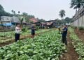 Lapas Arga Makmur Panen 60 Kg Sawi, Perkuat Ketahanan Pangan dan Kemandirian WBP 7 WhatsApp Image 2026 09 21 at 19.12.061