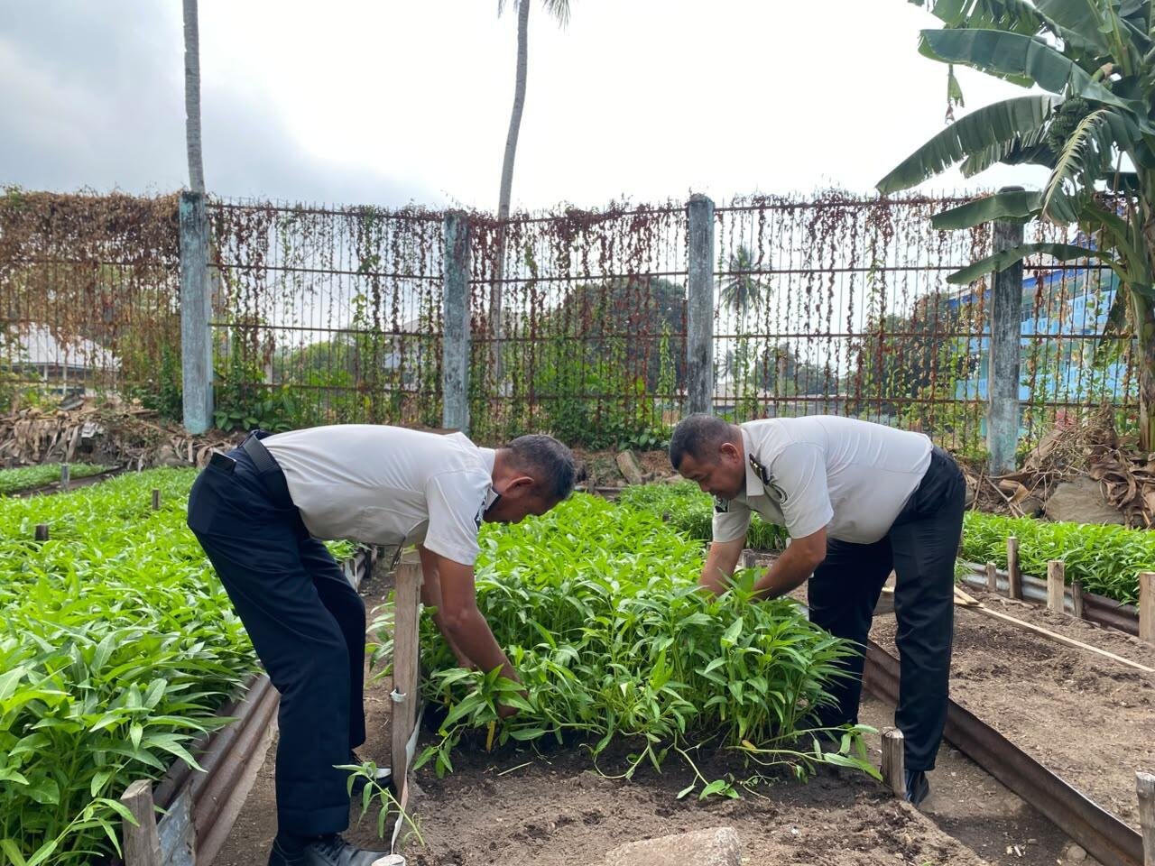 Dukung Ketahanan Pangan dan Pembinaan, Lapas Ternate Berhasil Panen 108 Kg Kangkung 7 WhatsApp Image 2026 09 22 at 13.49.57