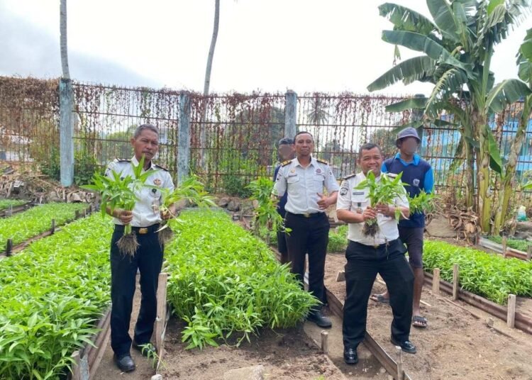 Dukung Ketahanan Pangan dan Pembinaan, Lapas Ternate Berhasil Panen 108 Kg Kangkung 6 WhatsApp Image 2026 09 22 at 13.50.00 i