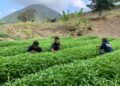 Lapas Bandanaira Manfaatkan Lahan SAE untuk Dorong Kemandirian Warga Binaan 7 WhatsApp Image 2026 09 23 at 09.16.14