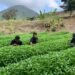 Lapas Bandanaira Manfaatkan Lahan SAE untuk Dorong Kemandirian Warga Binaan 17 WhatsApp Image 2026 09 23 at 09.16.14