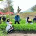 Kemarau Panjang Tak Surutkan Semangat, Lapas Bandanaira Panen 50 Ikat Kangkung dari Lahan SAE 14 WhatsApp Image 2026 09 25 at 09.00.30