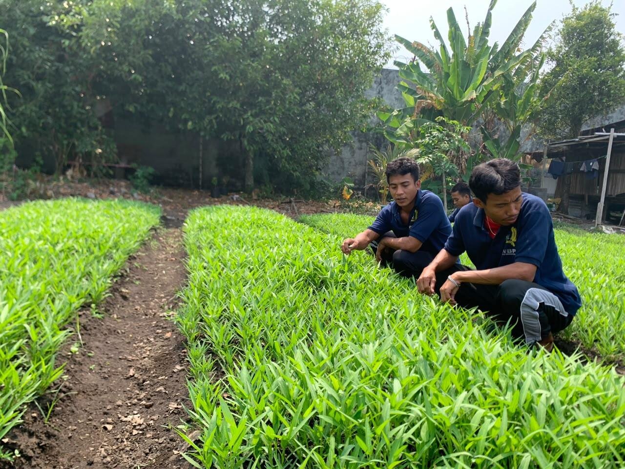 Budidaya Kangkung di Lahan SAE, Lapas Bandanaira Perkaya Keterampilan Warga Binaan 7 WhatsApp Image 2026 10 10 at 09.04.44